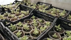Аптения вариегатная итоги черенкования! Делаем выводы