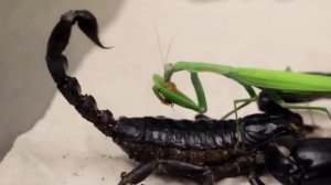 богамол против черного скорпиона || mantis vs black scorpion || 螳螂VS黑蠍