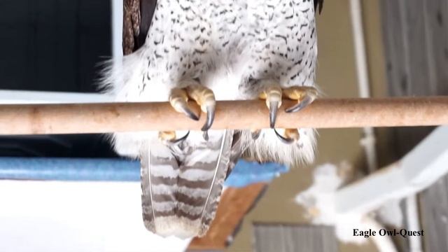 No Camera Please! Eagle Owl フクロウ ワシミミズク сова сыч филин 雕鸮 猫头鹰 올빼미목 Burung Hantu