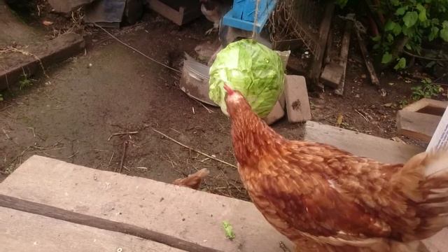 Капуста и куры смотреть онлайн