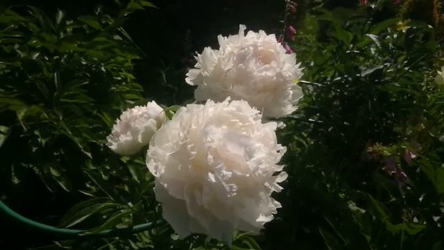 Paeonia Brother Chuck смотреть онлайн