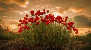 Красный цвет в природе: Открываем красоту окружающего мира