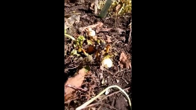 Прямой эфир из Сада Дракона - 11,04,2018 смотреть онлайн