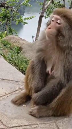 Poor Baby Animals 🐵 Funny Monkey and Cute animal Compilation | Loros Adorables Recopilación#shorts