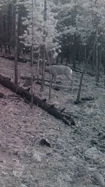 САМЕЦ СИБИРСКОЙ КОСУЛИ ДЕЛАЕТ МЕТКУ #shorts смотреть онлайн