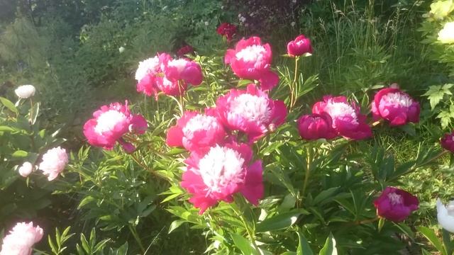 Paeonia White Cap смотреть онлайн