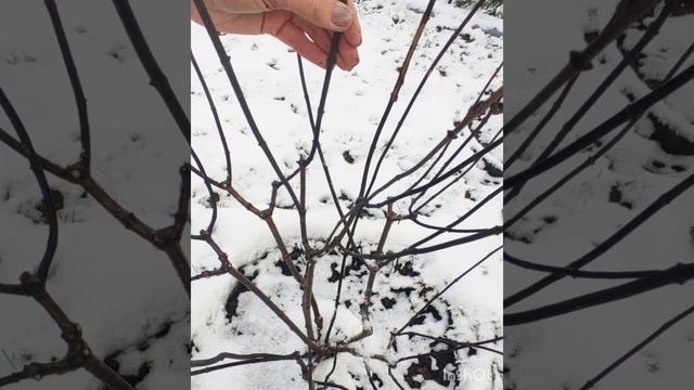 Самарская Лидия - формирующая обрезка осенью (зимой).