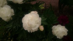 Юбилейный ГБС