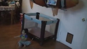 Adi's Air Swimmer Fish