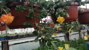 Портулак ампельный махровый набирает цвет