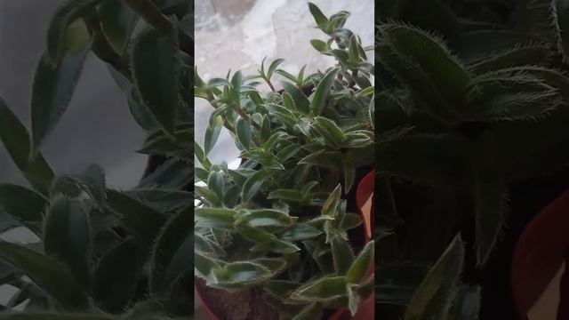 Когда покупала, сказали:  что это самый не прихотливый комнатный цветок! Цианотис Сомалийский!