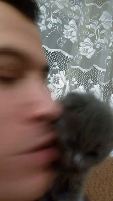 кот засыпает , это обязательно нужно увидеть!!!! смотреть онлайн