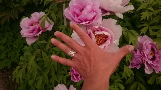 Коллекция Марианны Успенской в Ботаническом саду МГУ. смотреть онлайн