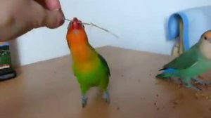 Неразлучник Фишера