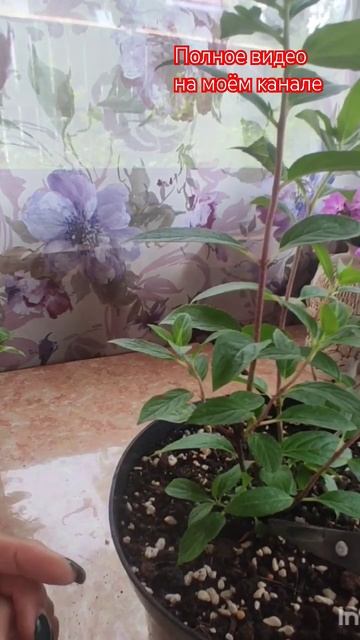 Нормировка гортензии Металлика.