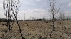 Продолжаем сбор берёзового сока