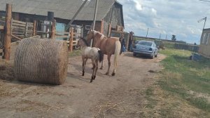 Жеребец сам вышел к Малышке