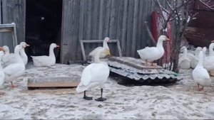 Дикий лебедь среди домашних гусей