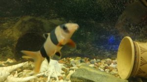 Акара бирюзовая 🔥