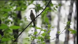 Над полем боя снова тишина... К 80-ти летию Великой Победы!