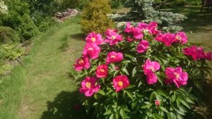 Paeonia Liboria Maas