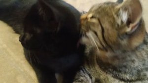 Кошачья любовь / Кошечка Анжела мило ухаживает за своей сестренкой Соней