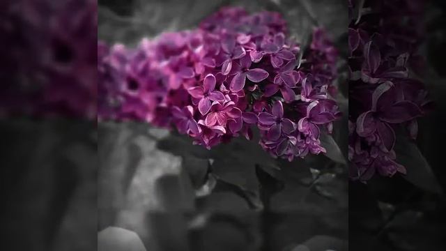 13 июня 2017 г. смотреть онлайн