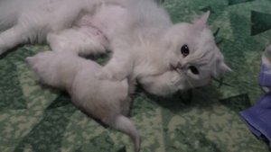 Котенок Нордик вышел погулять, а мама кошка его ловит и не пускает