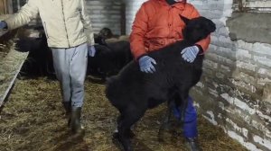 Гиссарские баранчики на продажу