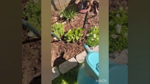 Обработка гортензий и других растений от вредителей  и болезней .