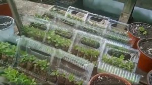 Ужасные выпады с посылки от агрофирмы "Виола"! ЭТО ШОК!