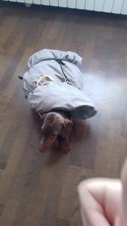 прикольный костюмчик у буси