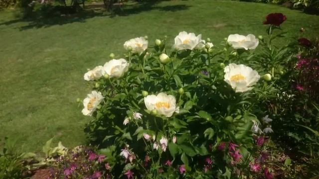 Paeonia Moonrise смотреть онлайн