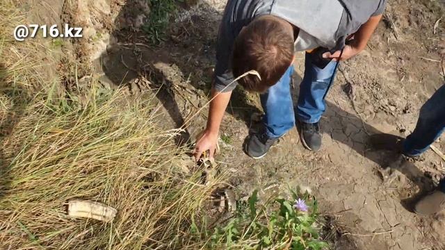 Возле Кокшетау обнаружили кости лошадей.