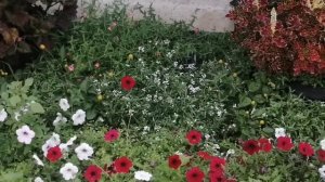 Алиссум вегетативный ампельный в конце августа. Делаем выводы за сезон весна-лето
