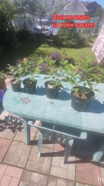 Обзор гортензии Pandora. #уходзагортензиями