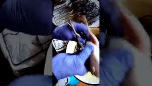 Обрабатываем тушки перепелок  от А до Я