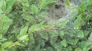 Pokoutník nálevkovitý (Agelena labyrinthica)  #1