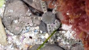 Western Banded Brittle Star - Exploring California Tide Pools