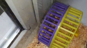 Джунгарский хомячок. Знакомство с Гаечкой. Обзор террариума для хомяка