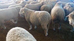 Baran ile de france damızlık koçlarımız 19 ile 24 aylık \546 551 01 01