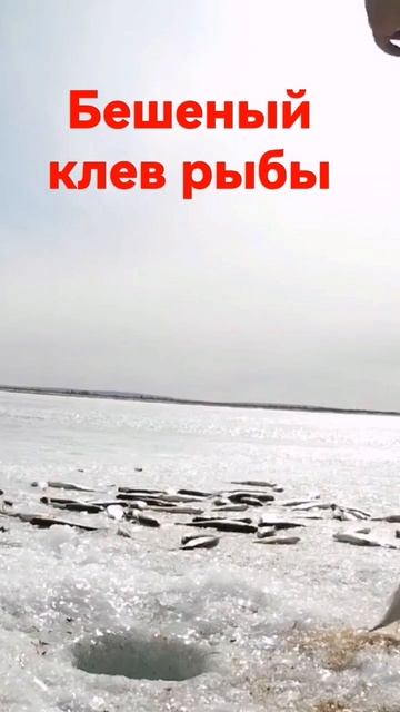 Бешеный клев #shorts