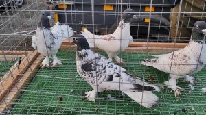 2.02.2025г Ярмарка г Усть-Лабинске ч. 1