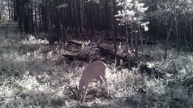 ИНВАЛИД КОСУЛЯ НА СОЛОНЦЕ смотреть онлайн