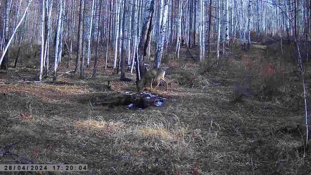 ТРОФЕЙНЫЙ ГУРАН И ДВЕ КОЗЛУШКИ смотреть онлайн