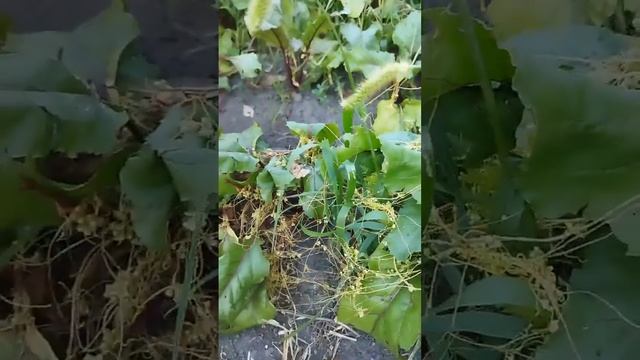 Растение паразит# Shorts#Повилика# Курская область