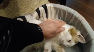 КОШКИ МИХАЛЫЧА в Telegram и ДЗЕН.