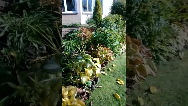 Прямой эфир из Сада Дракона 4 октября 2018г смотреть онлайн