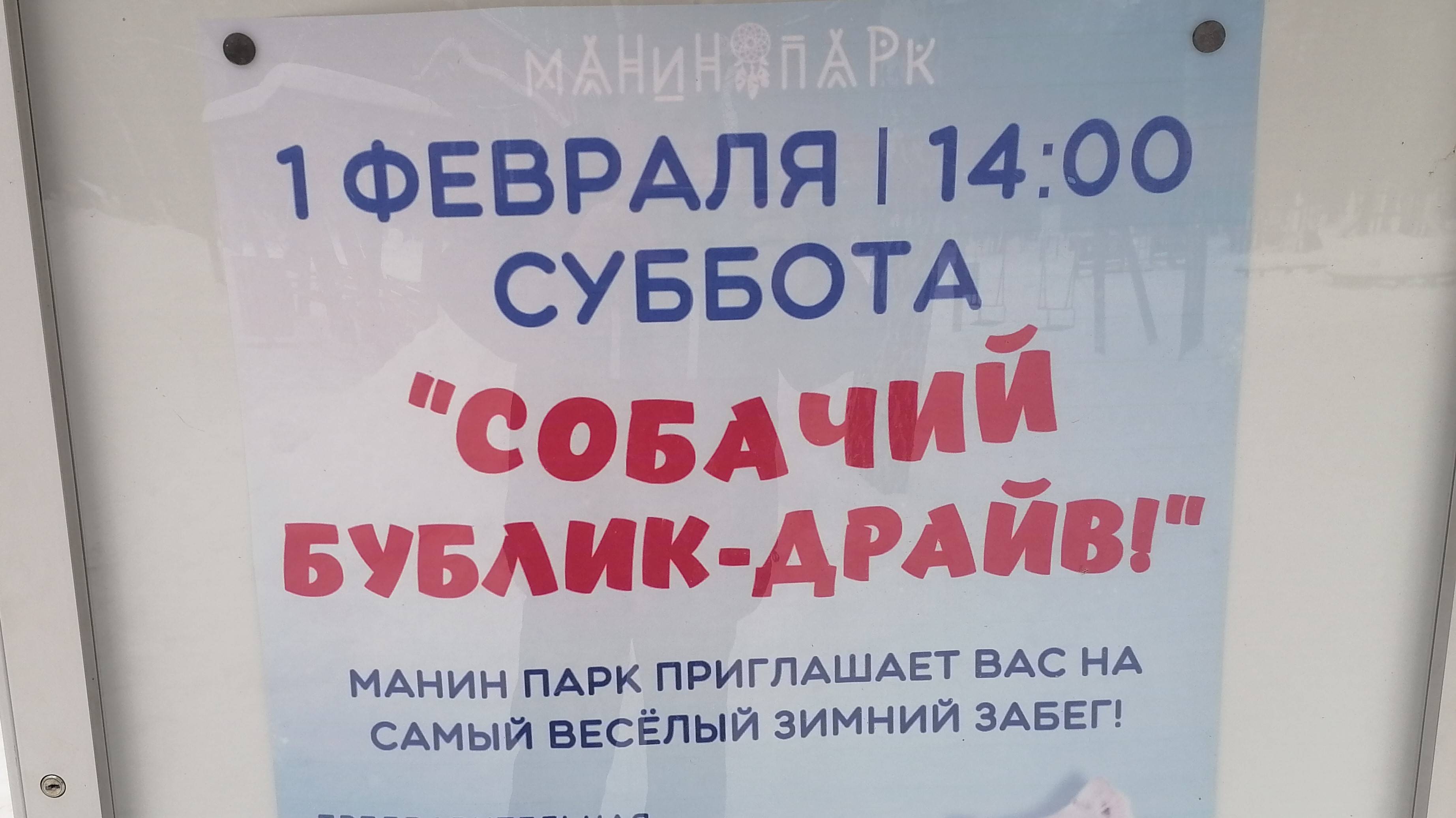 Веселые собачьи старты! Смотрите, веселитесь!