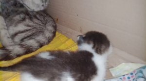 Cute kittens being cleaned by their mother